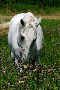 Lusitano 50  (43)